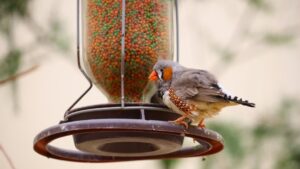 Bird Feed Mixes