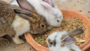 Rabbit Feed Pellets