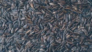 Sunflower seeds