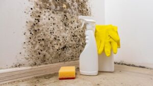 Mold and Mildew Remover